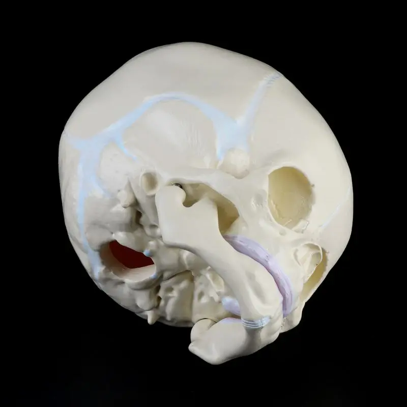 1: 1 Human Fetal Baby Infant Medical Skull Anatomical Skeleton Model Teaching Supplies for Science Dropshipping | Канцтовары для