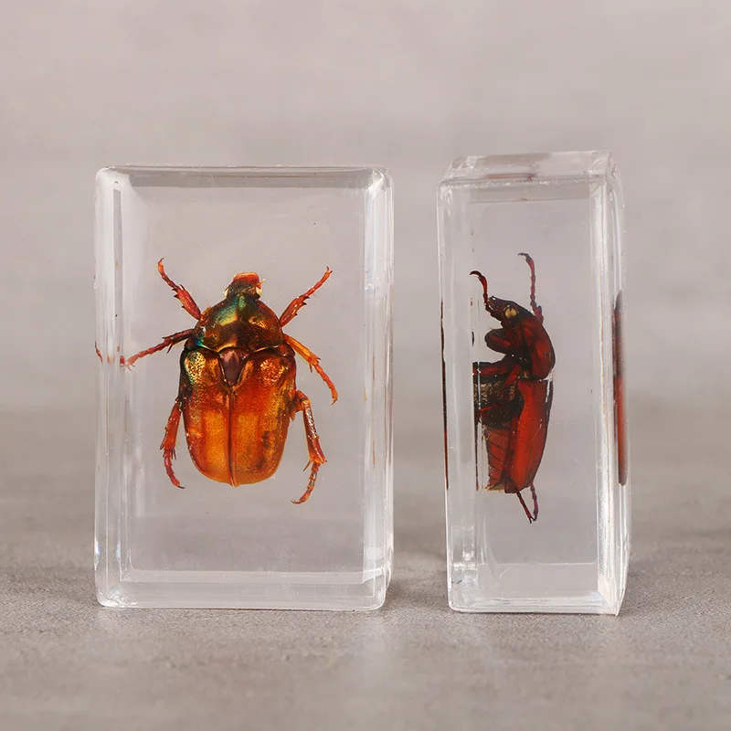 Разнообразные искусственные образцы прозрачная смола поделки для обучения и