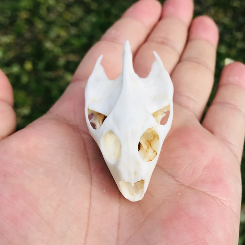 1 шт. натуральная черепаха образец черепа рукоделие ювелирные изделия обучение