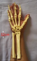 huamn long ulna hand joints skeleton model humans skeleton hand joint model hand skeleton model medical teaching anatomy models