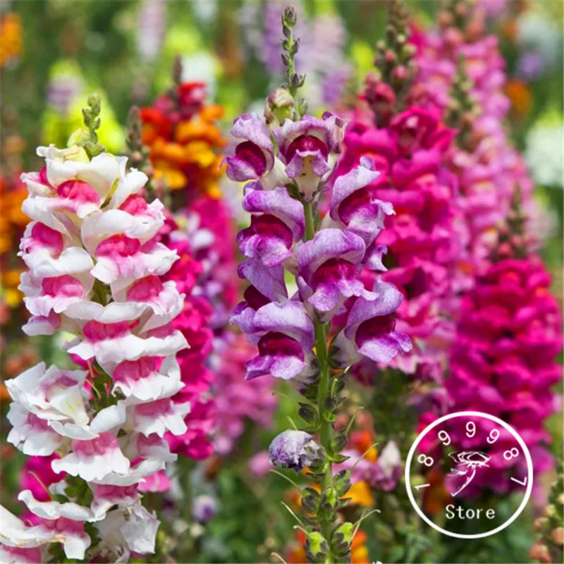 100 шт. в упаковке разные цвета опционально Snapdragon растение бонсай балконные