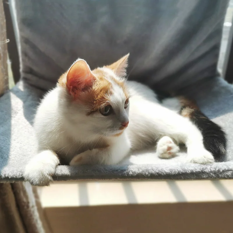 Подвесная кровать для кошки|Кровати и подстилки кошек| |