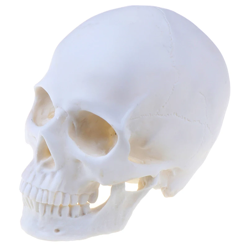 Skull Statue Sculpture Crafts Education Painting Medical Model Resin Halloween Home Decoration Accessories | Дом и сад