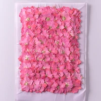 250pcs pressed dried consolida ajacis flower plant herbarium for jewelry face makeup postcard invitation card phone case diy