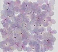 120pcs pressed dried natural hydrangea flower for epoxy resin jewelry making bookmark phone case face makeup nail art diy