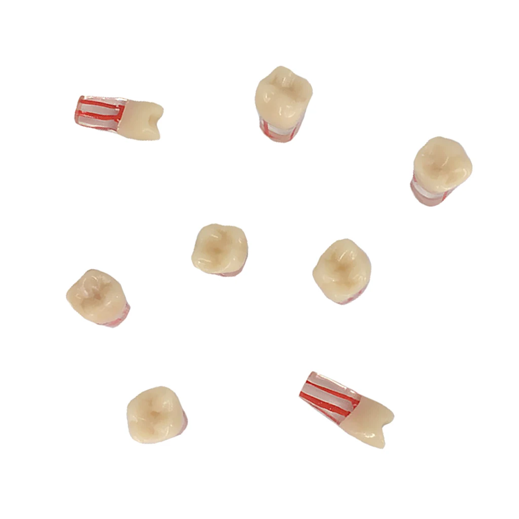 

Dentistry Exam Open Pulp Canal Model in Vitro Pulp Cavity 0.40.41.6 inches