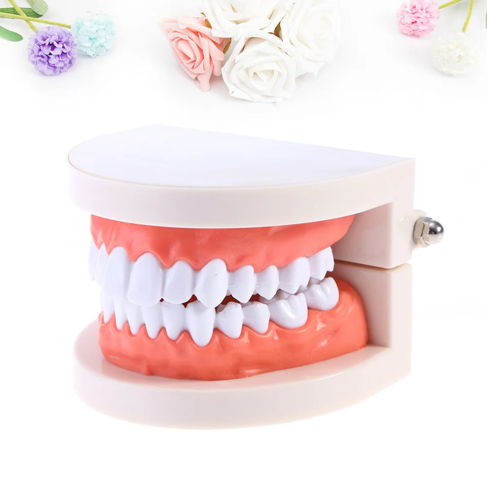 

2pcs Practical Teeth Model Standard Teaching Study Typodont Demonstration Tool