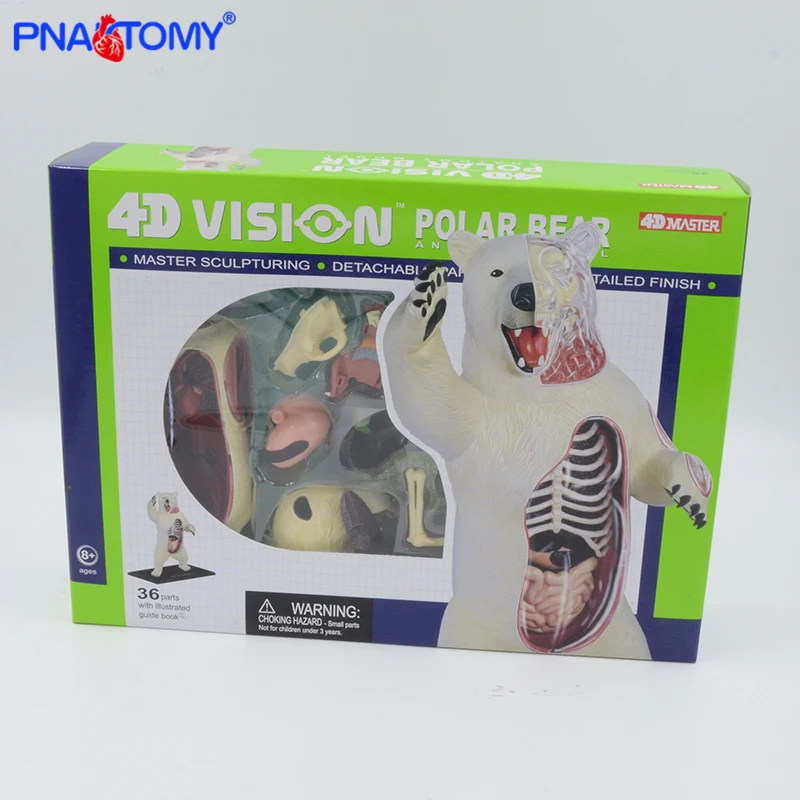 

4D MASTER Animal Anatomical Model White Bear Anatomy Skeleton DIY Gift Children Toy Zoo Decoration Museum Used Tool Educational