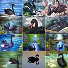 XUEQIXIAOZU Полный Круглый Черный лебедь серия Алмазная вышивка 5D DIY алмазная живопись Алмазная мозаика картина подарки 2020 Новинка