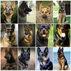 Алмазная мозаика с изображением собаки, квадратные Стразы