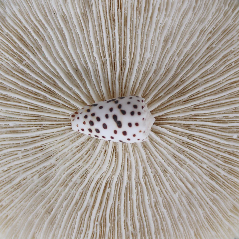 Бесплатная доставка (10 шт./лот) миниатюрный милый конус иврит натуральная