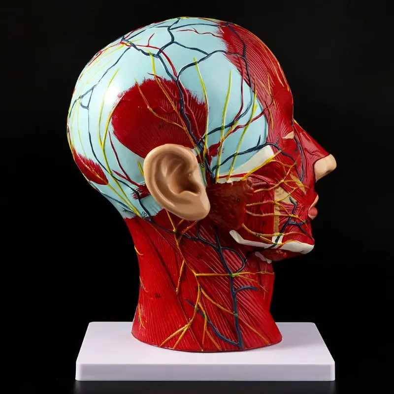 

Human Anatomical Half Head Face Anatomy Medical Brain Neck Median Section Study Model Nerve Blood Vessel For Teaching