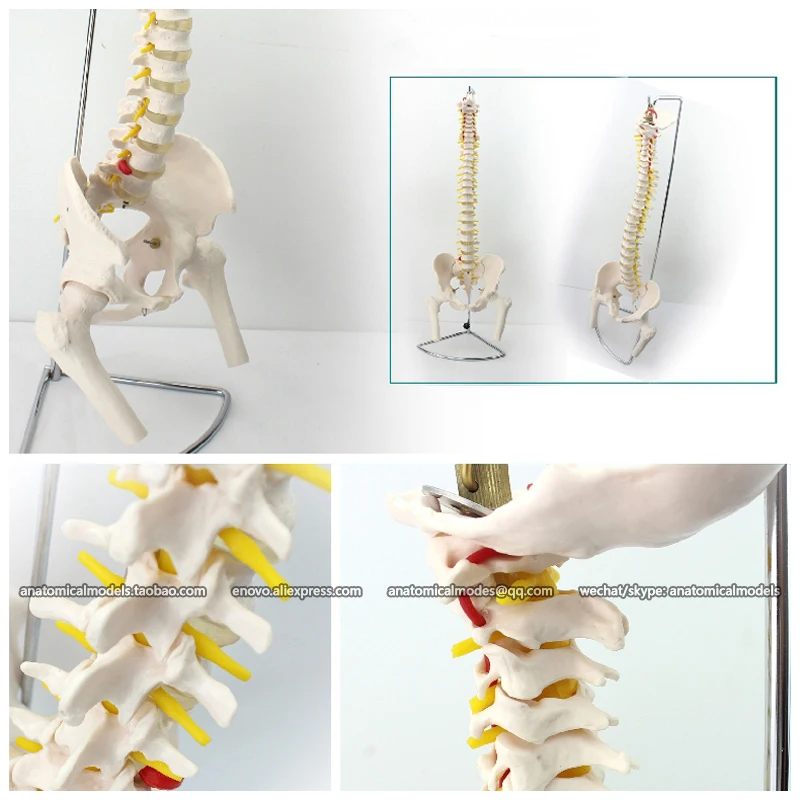 CMAM/12383 позвоночник таз европейская форма бедренная голова медицинская