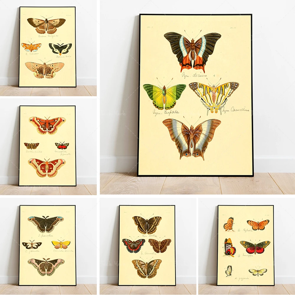 

Плакат-бабочка | Винтажный научный принт | Принты с животными | Настенные принты | Искусство на холсте | Винтажное искусство на стену