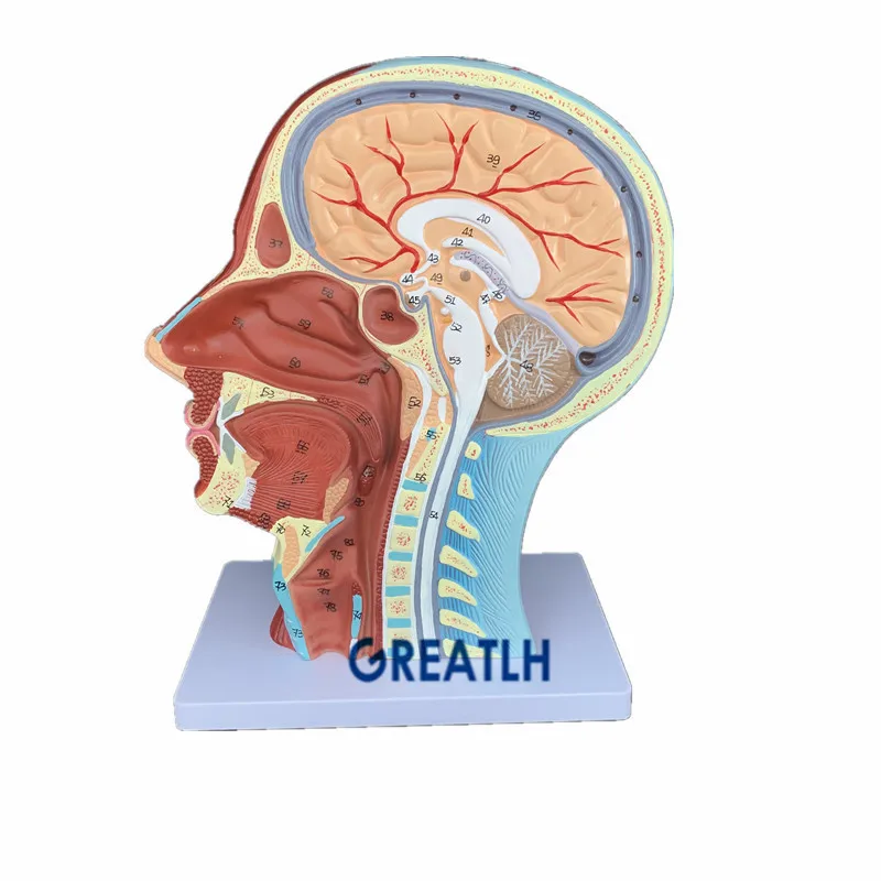Модель школьной медицинской обучающей модели для мышц шеи и поверхностных