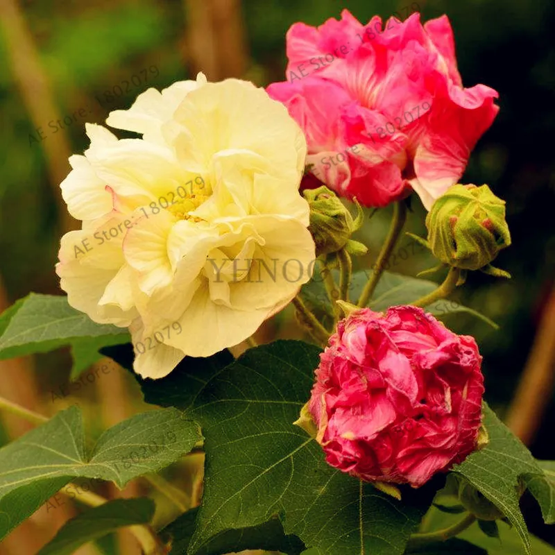 50 шт./пакет смешанный цвет Гибискус mutabilis цветок flores обеденная тарелка Гибискус Многолетние цветы для украшения дома, карликовые деревья садовое насаждение