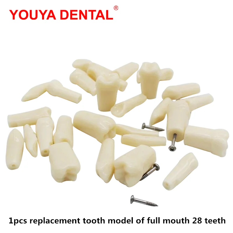 

1pcs Dental Tooth Model For Filling Training Practice Simulation Phontom Replacement Teeth Grain Model For Teaching Dentist Exam