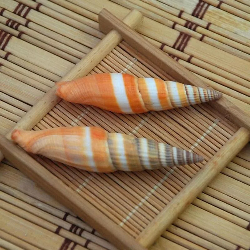 5-7 см оранжевый красный перец раковина натуральная Морская ракушка морской