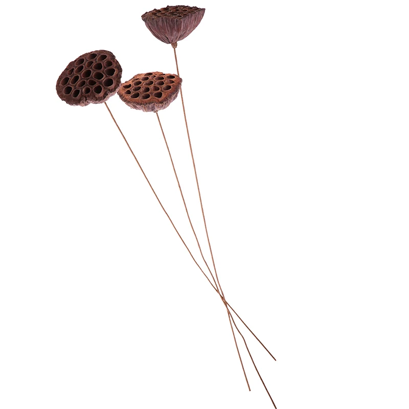 1 шт лотоса Натуральные сушеные цветы фермерский дом букет растения ветка