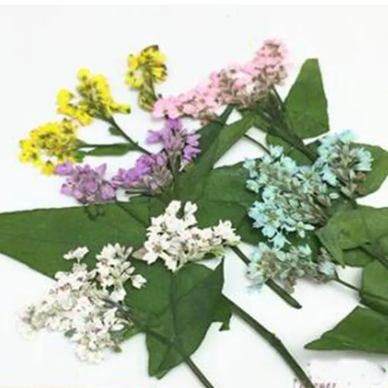 8 шт. реальные фотоцветы цветочные растения цветная трава для сделай сам