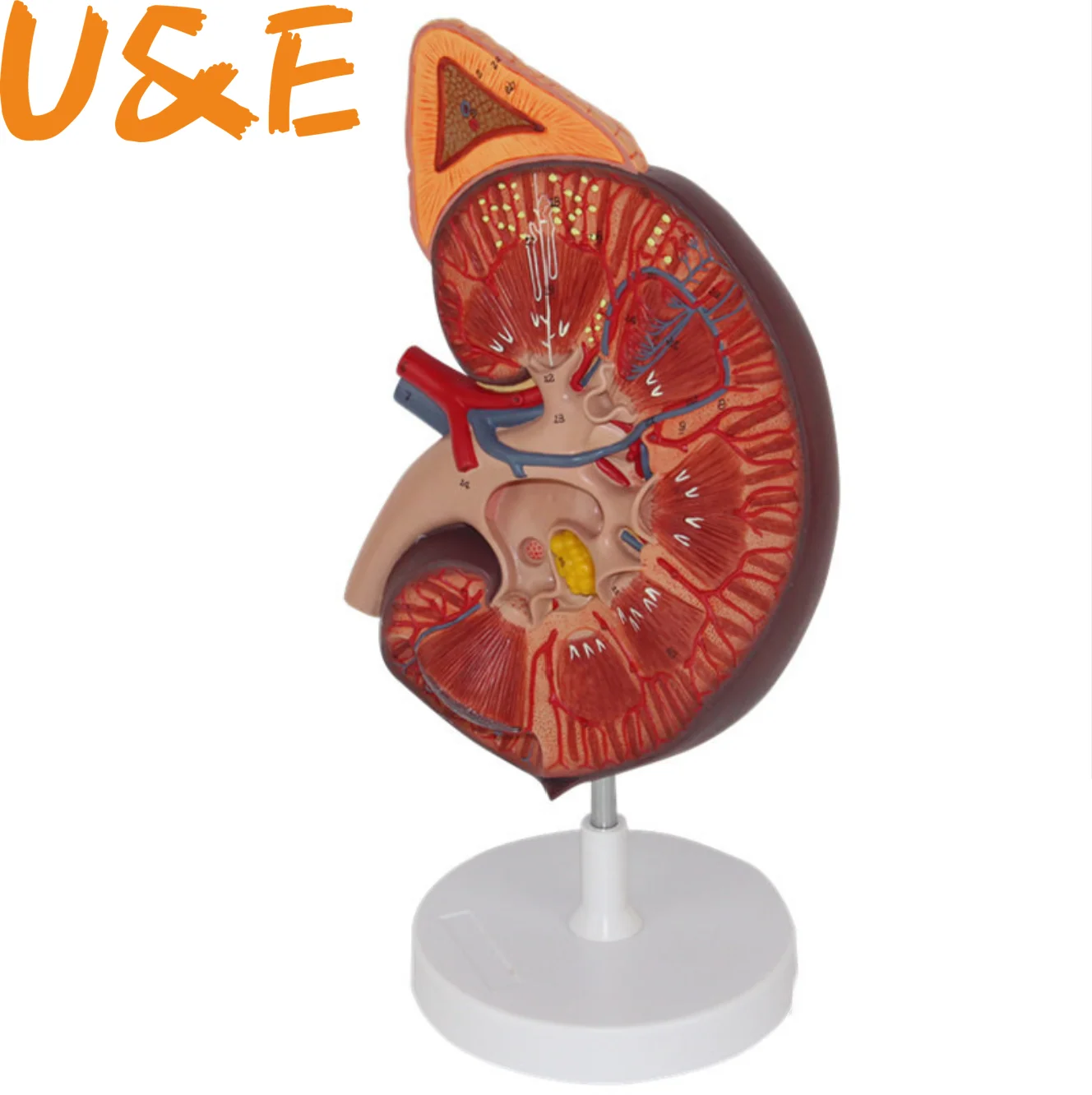 

Adrenal gland, renal anatomy,amplify kidney model for urological department, luxurious Renal anatomy model