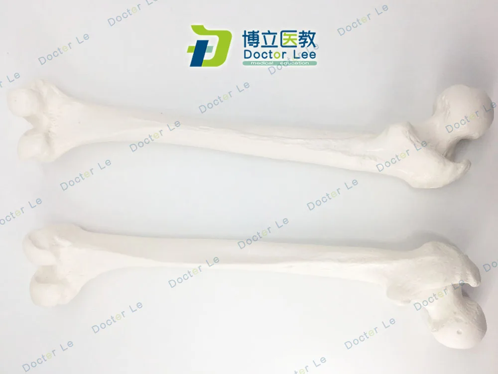 Жизнь Размеры реалистический поверхностный скелет человека модель бедренной