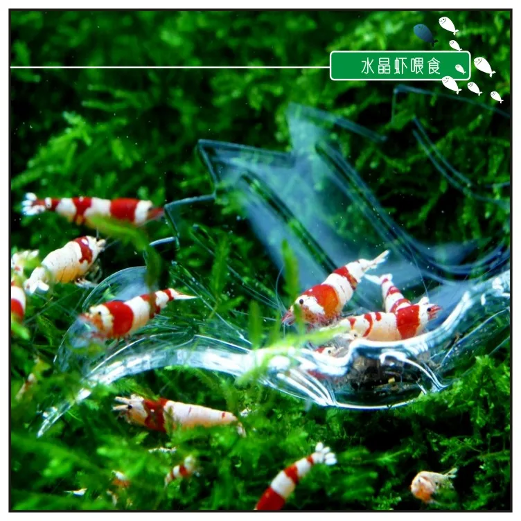 Акриловая кормушка для креветок в форме листа аквариума | Дом и сад