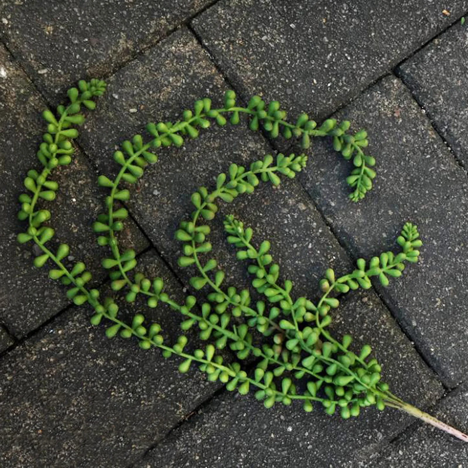 Искусственные суккуленты растения реквизит цветочное украшение для дома и сада