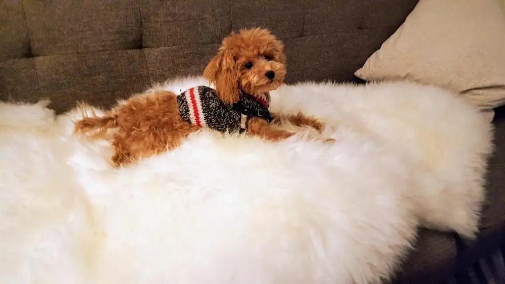 1P натуральная овчина ковер из натуральной шерсти белый Спальня Rugs And Carpets