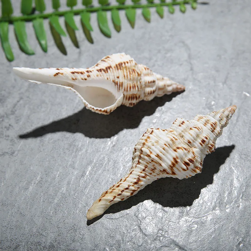 

1pcs Natural Shell Piebald Conch 7-13cm Window Decoration Landscaping Mediterranean Ocean Style Spirulina Variegata Home Decor