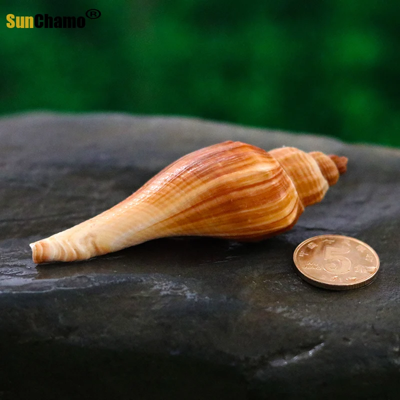 Новинка модное украшение для аквариума из натуральных ракушек красная морская