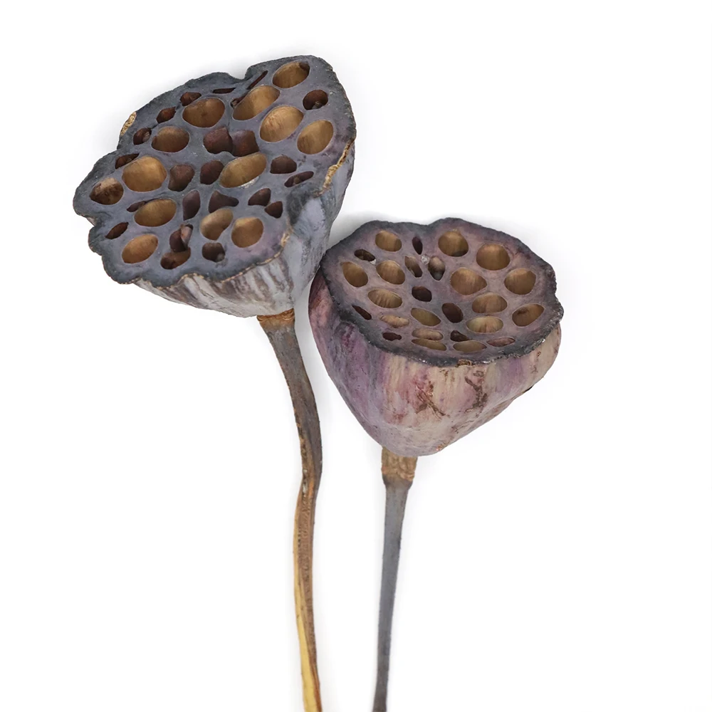 5 шт. сушеные натуральные фрукты лотоса маленькие Сухие растения Lotu для свадьбы