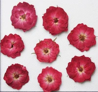 120pcs pressed press dried rose flower filler for epoxy resin pendant necklace jewelry making craft diy accessories