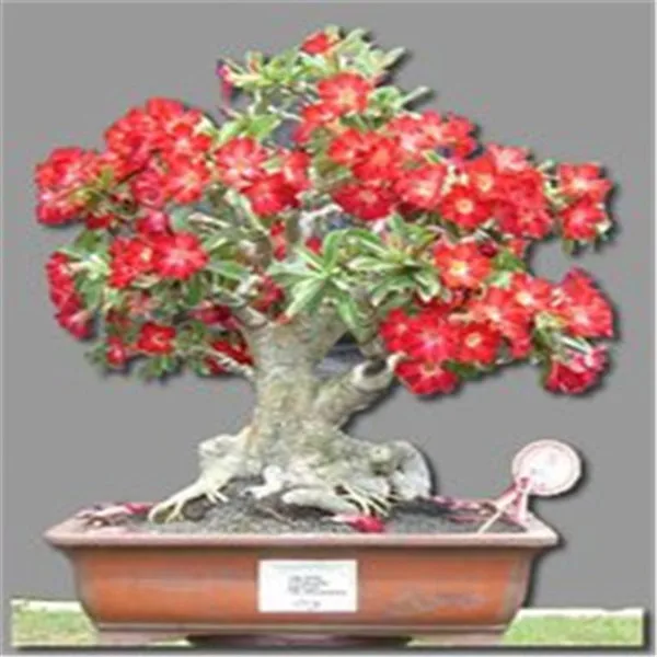1 шт. Adenium Obesum цветок накладные цветы бонсай растения Цветочный горшок имитация