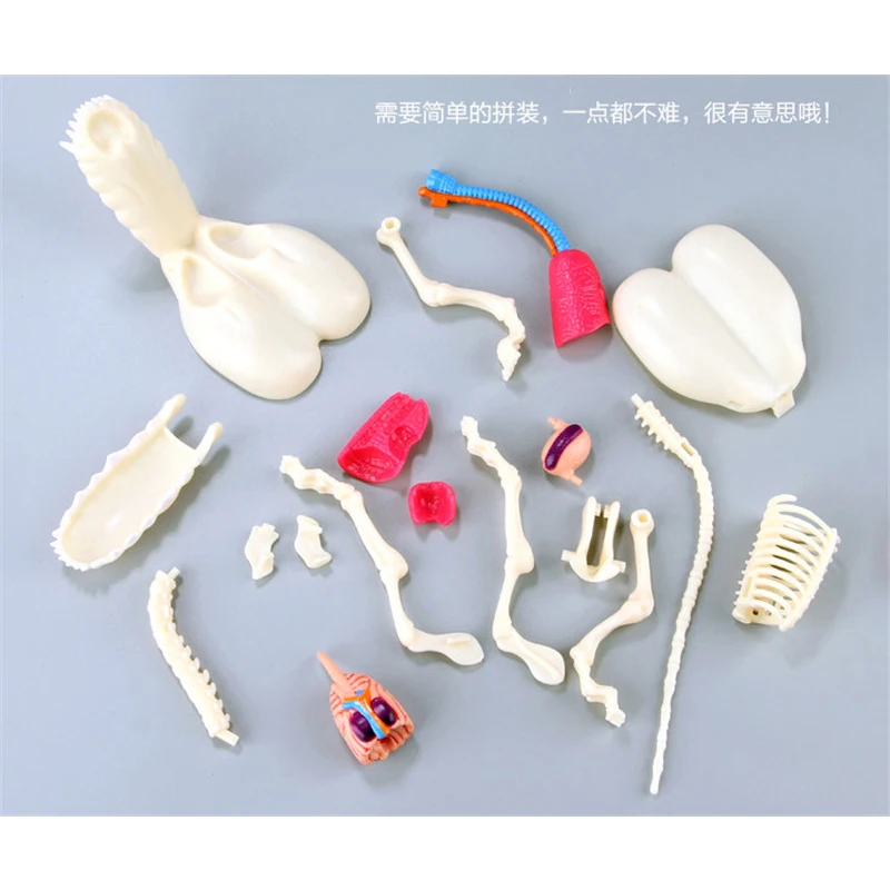 

Big balloon dog 4d master puzzle Assembling toy Perspective bone anatomy model