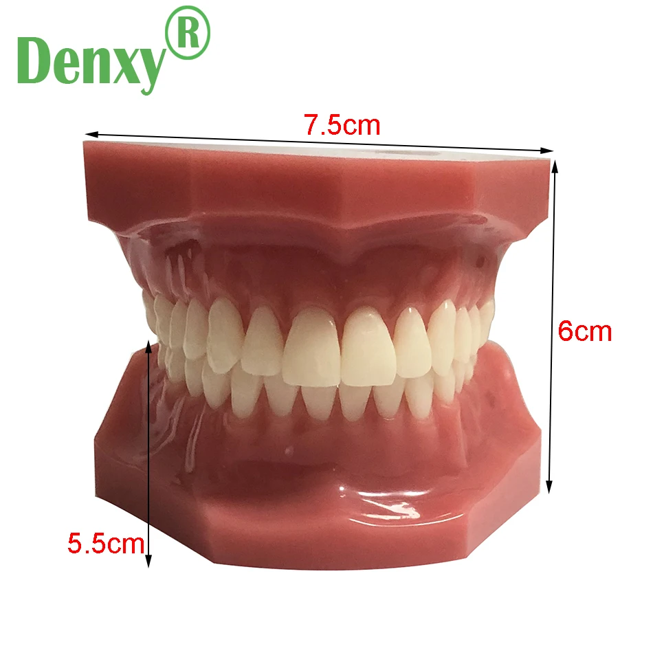Ортодонтическая модель зубов Denxy высокого качества зубных болезней новинка