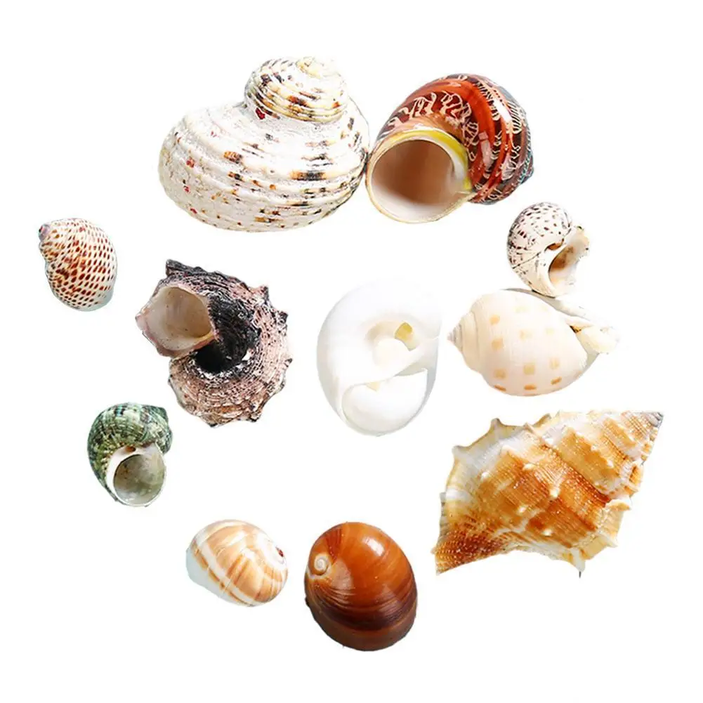 

11 шт. * ракушки из натуральных ракушек, интересные разноцветные морские ракушки AquariumSUN