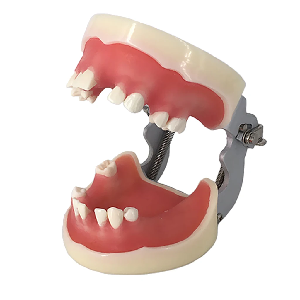 

Teeth Model Standard Tooth Teaching Study Typodont Demonstration Jaw Rack 432.4inch