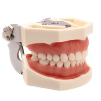 dental model teeth model gum teeth teaching model standard dental typodont model demonstration with removable tooth 200h