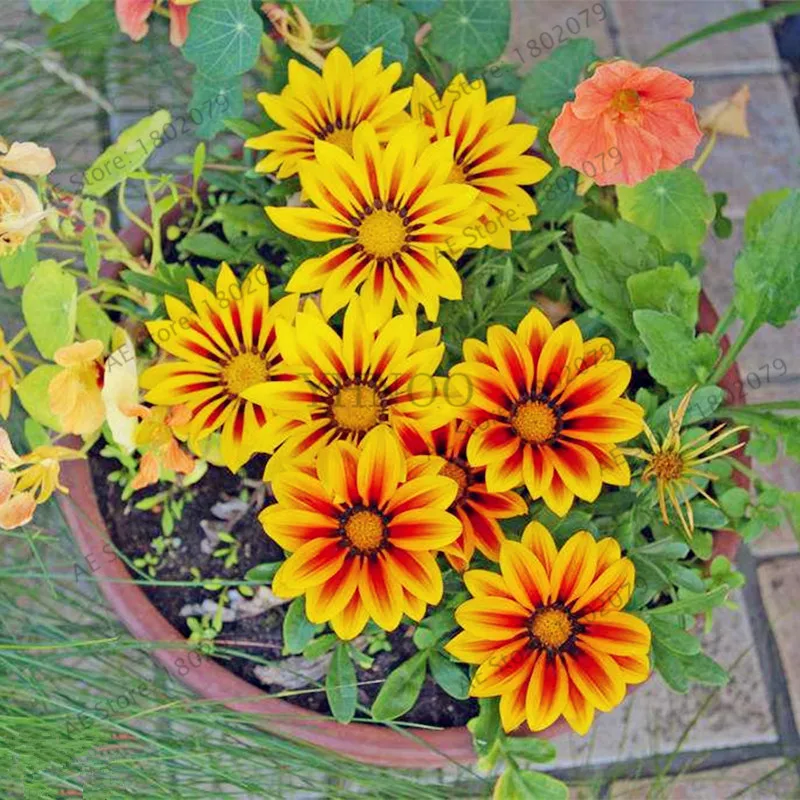 100 шт./пакет разноцветные Gazania rigens flores, цветок растения для дома и сада, бонсай для внутреннего и наружного спорта посадки