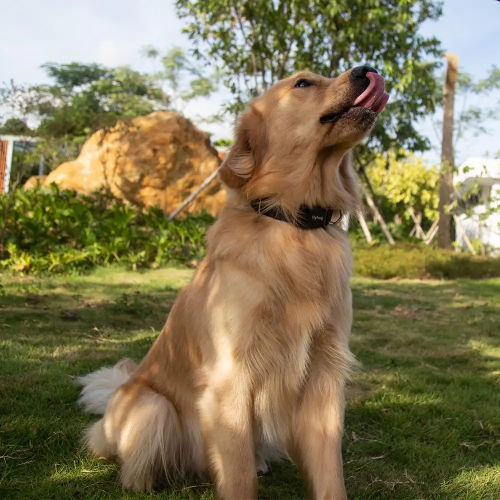 Фото Классический классический ошейник для собак Hyhug Pets, уникальный дизайн для регулировки Triglide slide, можно прикрепить Именную Бирку №5