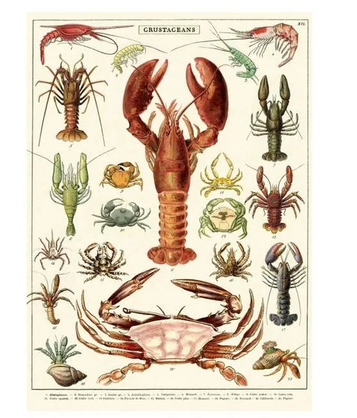 

Crustaceans Lobster Crabs Chart Vintage Style Poster Tin Signs Metal Poster Wall Art Pub Bar Home Decor