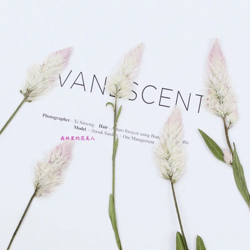 60 шт. натуральные прессованные цветы настоящий сушеный гребень для рукоделия