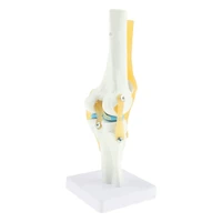 11 life size knee anatomical model human functional knee ligament model
