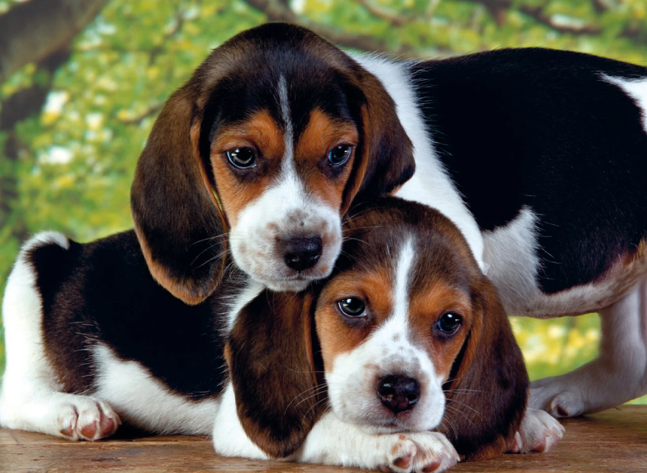 

JMINE Div 5D Beagle Dog Full Diamond Painting cross stitch kits art High Quality Animal 3D paint by diamonds