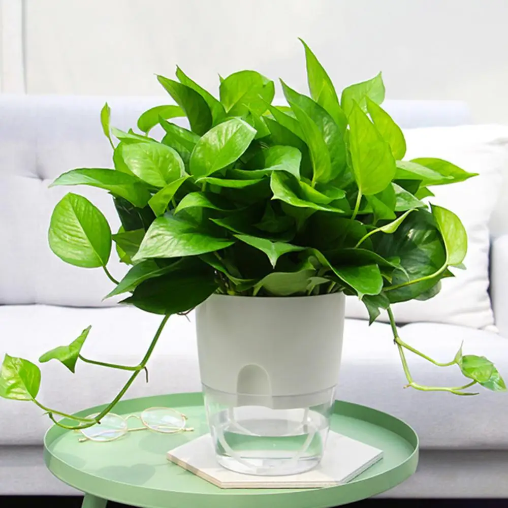 Прозрачный автоматический поглощающий воду самополивающийся гидропонный