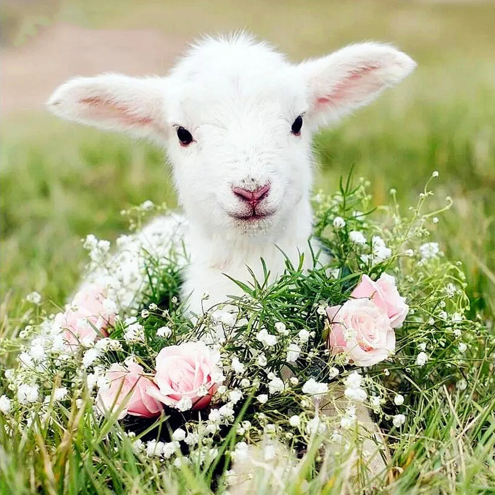 

DIY 5D Алмазная вышивка Животные Вышивка крестом алмазная живопись камни в форме ромба рисунок овец из Стразы украшения стены G135