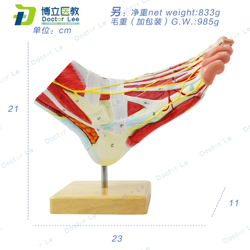 

Пластмассовая анатомическая модель человека в сборе, 9 деталей с цифрами для обучения демонстрации