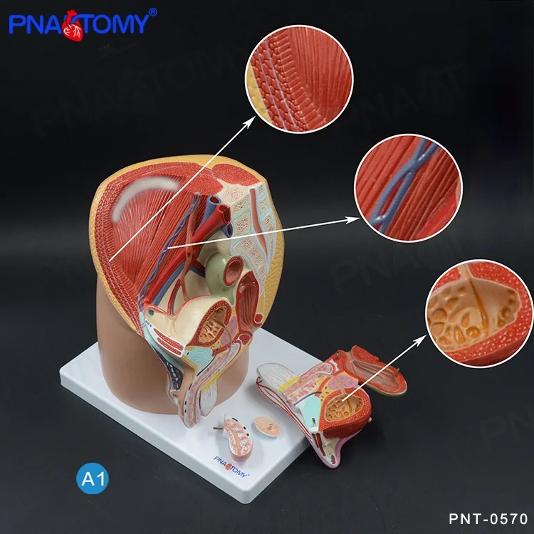 1:1 Life Size Male Pelvis Cavity Model Reproductive System Anatomical Model Medical Teaching Tool Educational Equipment Anatomy