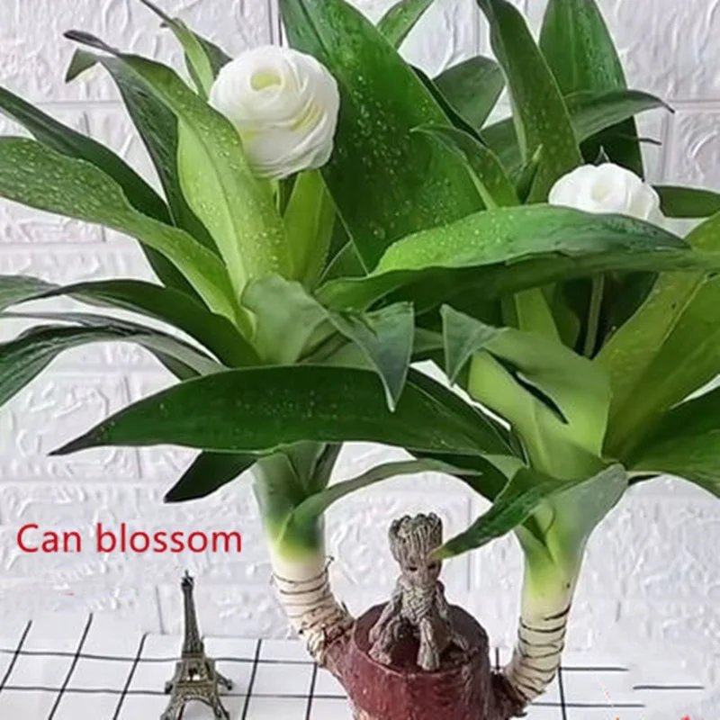 

Lucky Wood Plant Brazilian Wood Hydroponic Water Potted Plant Stump Mini Plants Indoor for Office Desktop Decoration Home Decore